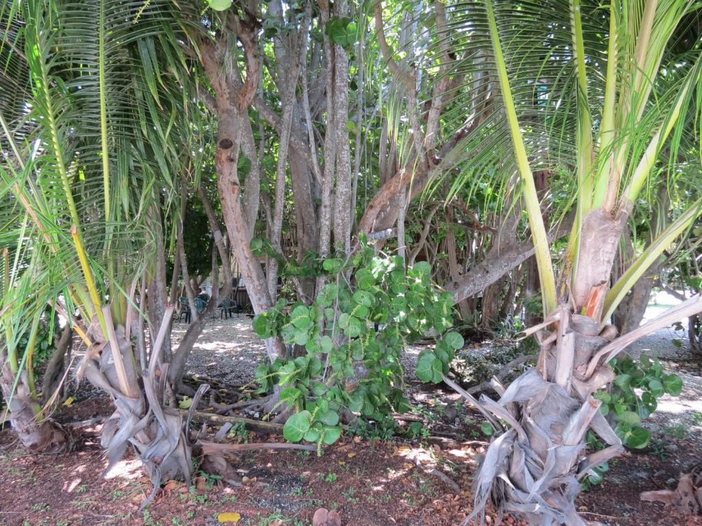 Ed & Ellen'S Lodgings Key Largo Motel Exterior foto